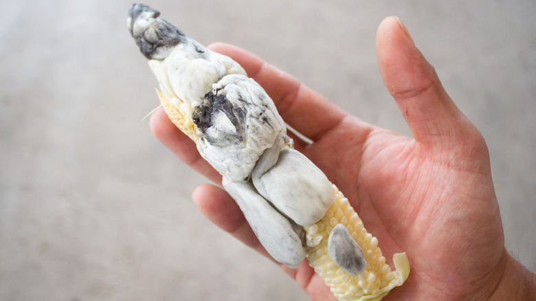 fresh white-colored huitlacoche 