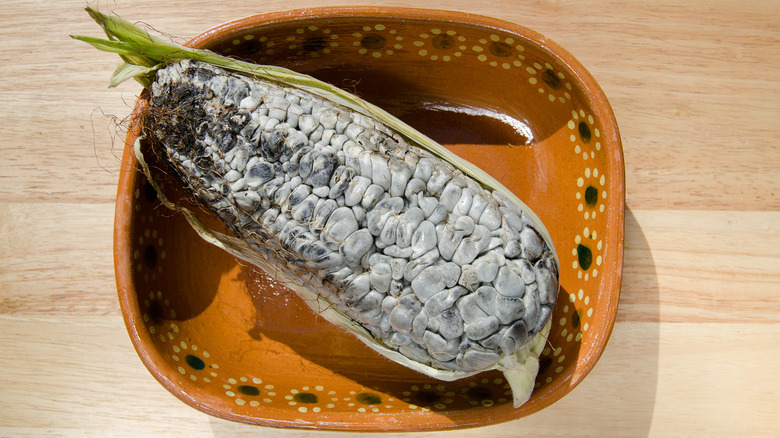 huitlacoche attached to corn cob