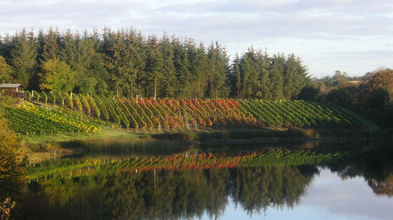 Denmark's Skærsøgaard Vin vineyard