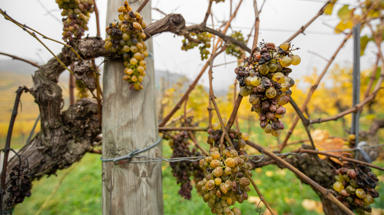Rotted grapes on vine in Austria