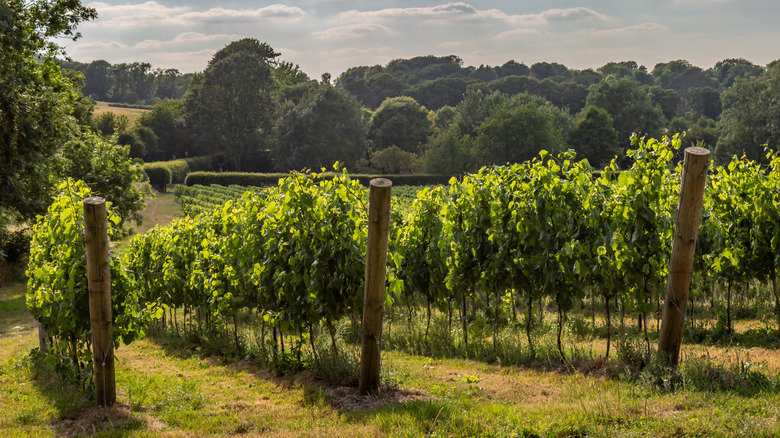 Sunny vineyard in Sussex, England