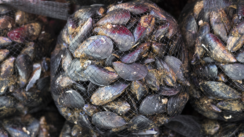 Mussels in a mesh bag