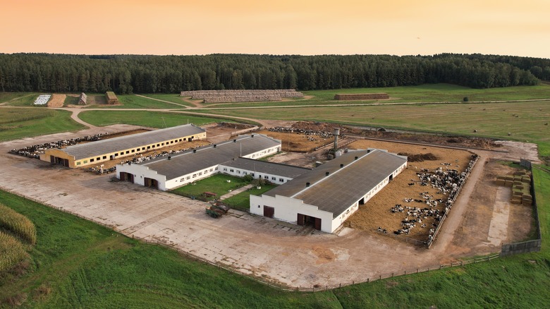 Aerial shot of a goose farm