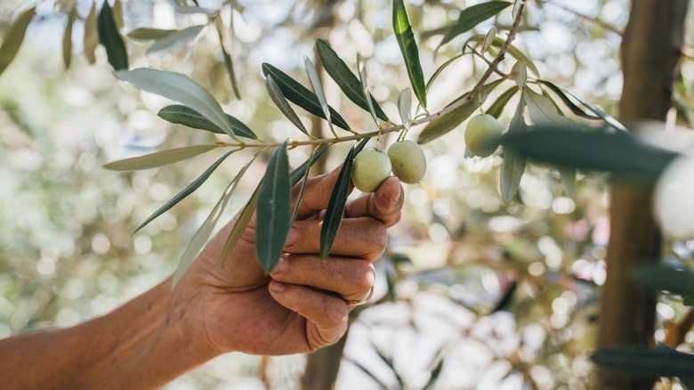 A hand picking green olives from a branch