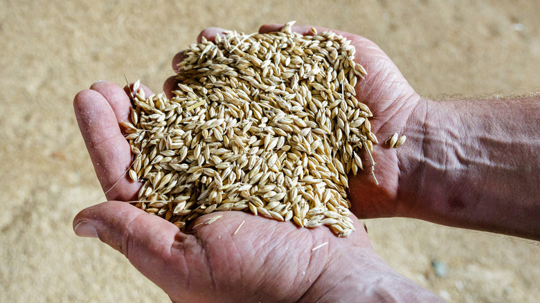 Hands holding barley