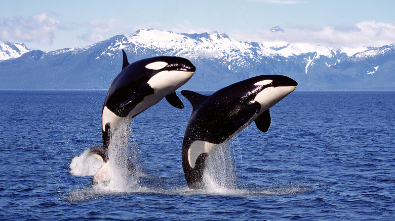 jumping orcas