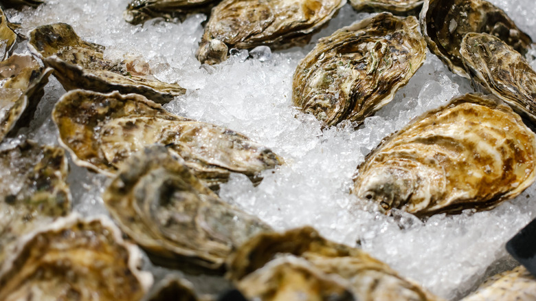 Fresh oysters on ice