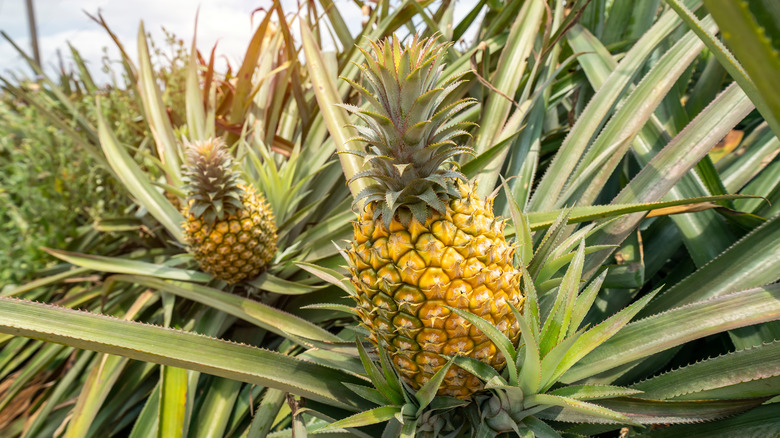 Pineapple plants growing in a plantation