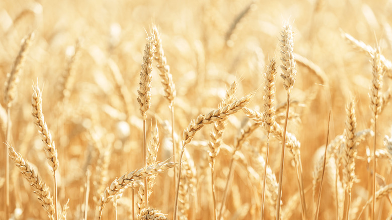 Wheat grains