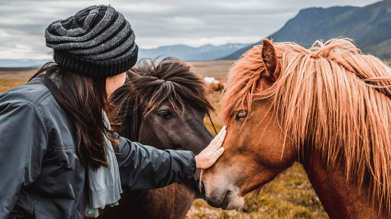 woman petting Icelandic horse