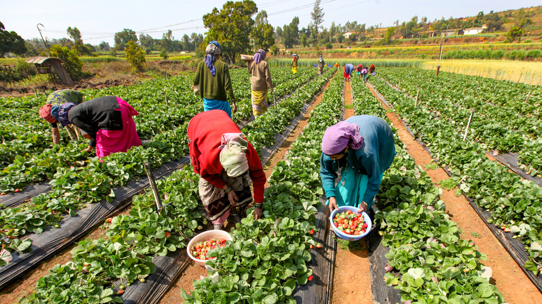 People picking strawberries in Mahabaleshwar