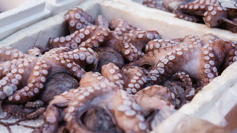 raw octopus in freezer