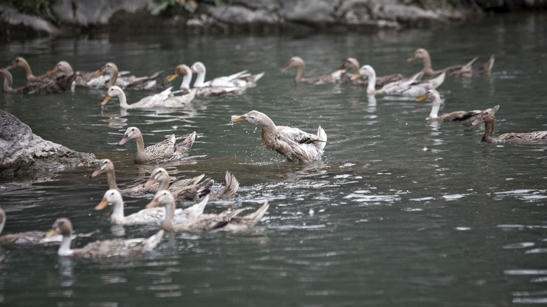 Ducks swimming in a lake in China