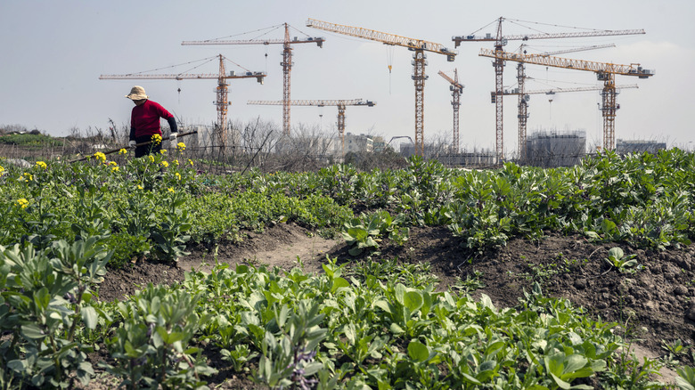 Chinese farmer growing vegetables 