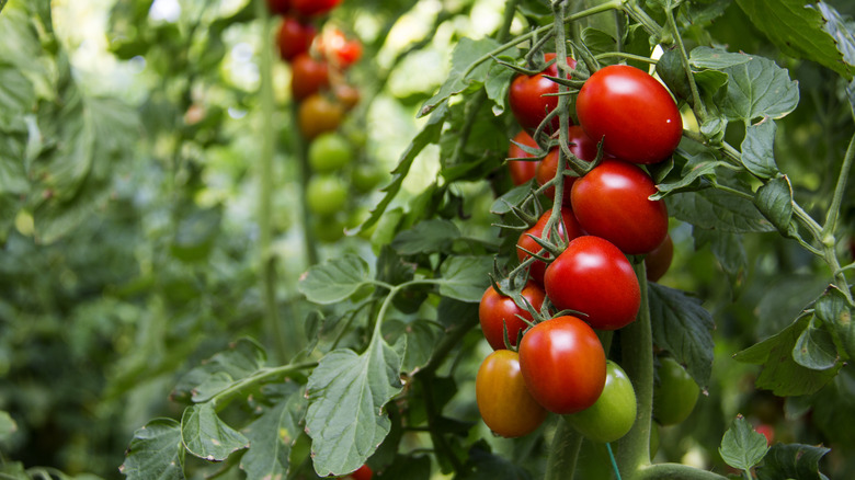 tomato plants