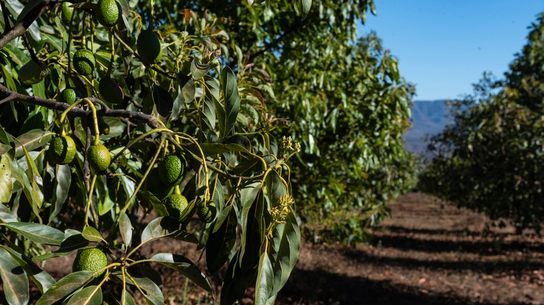 Avocados growing on a tree