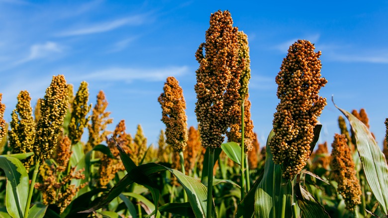 sorghum growing in field