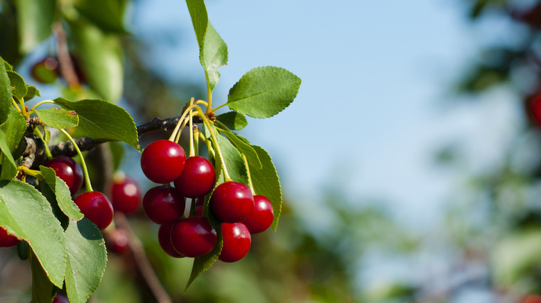 sour cherries on tree