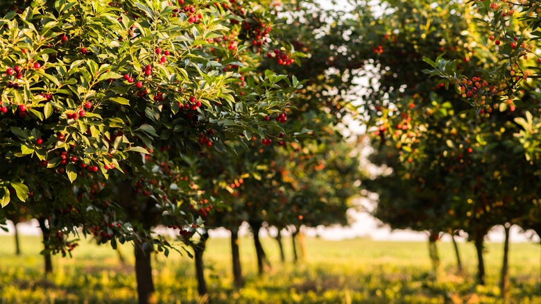 sour cherry trees