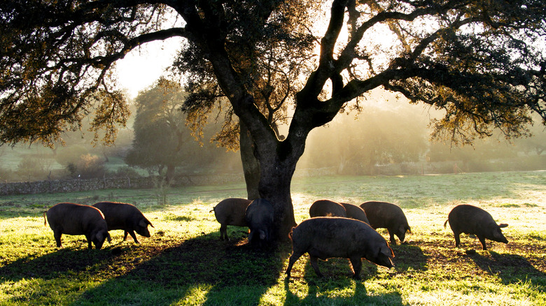 Spanish pigs grazing on acorns