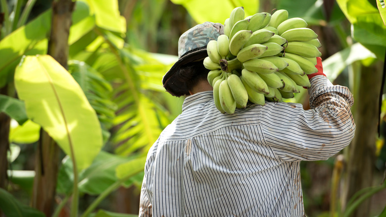 farmer carrying banana crop