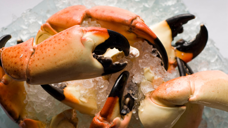 stone crab craws on ice