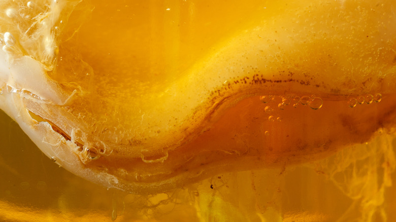 kombucha SCOBY close up