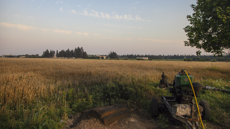 wheat field in Syria