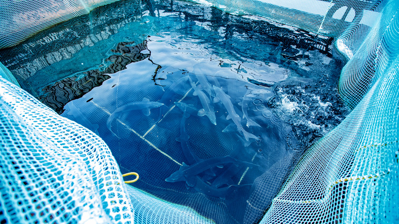 Sturgeon fish farm