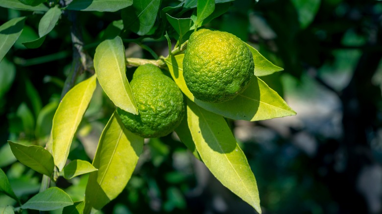 fresh bergamot on tree