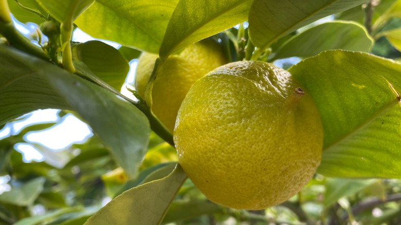 bergamot orange on tree