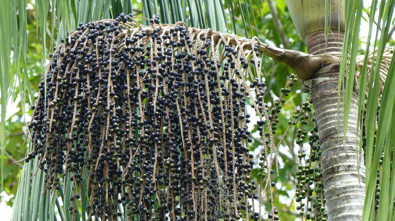 acai palm tree a source for hearts of palm