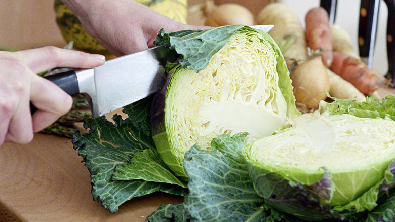 cutting into a Savoy cabbage