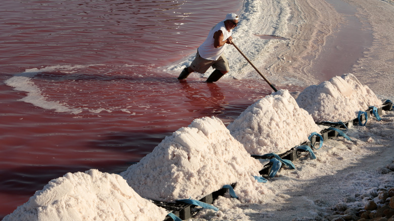 Worker harvests Fleur de Sel