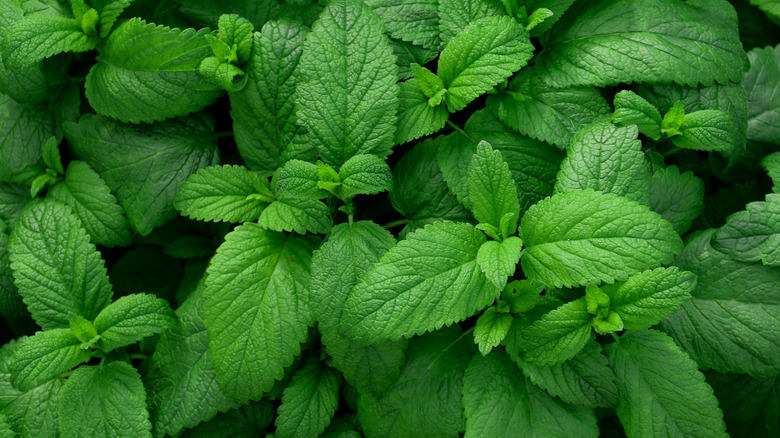 mint varieties