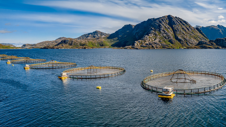 Fish farm