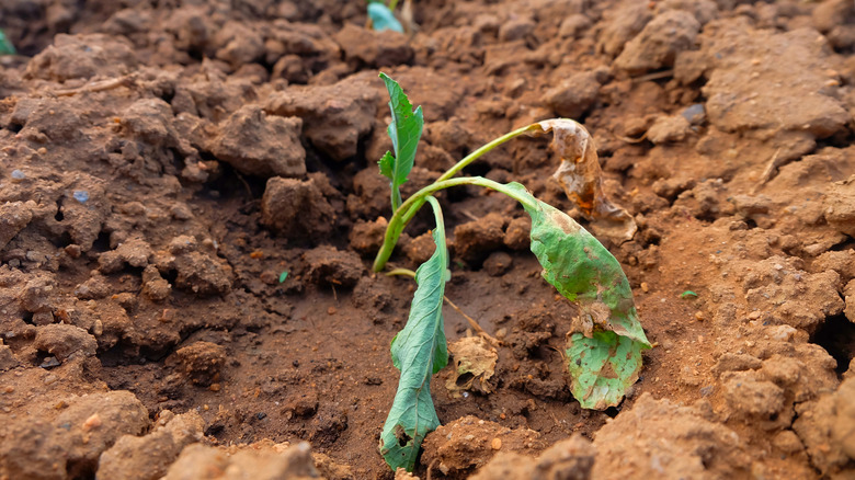 wilted lettuce in field