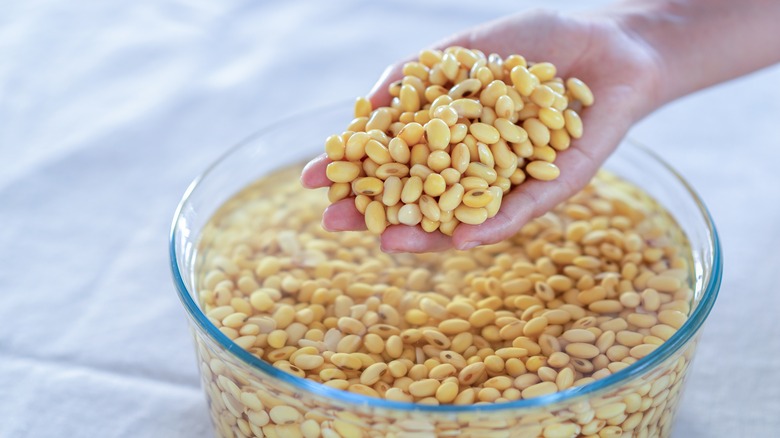 person holding soaked beans