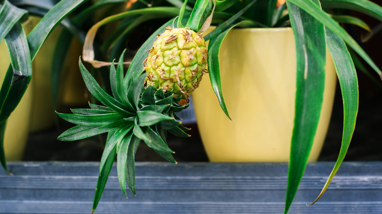 pineapple growing with leaves