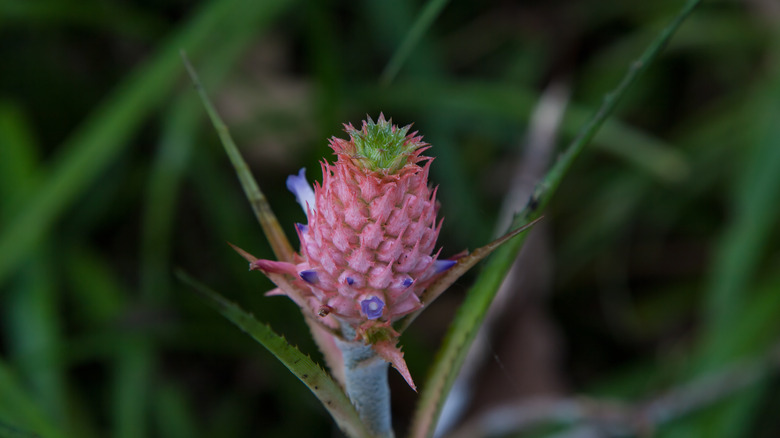 onramental pineapple grown in Thailand