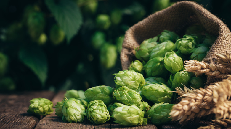 hops on a table