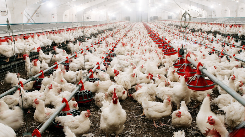 Chickens in indoor farm 
