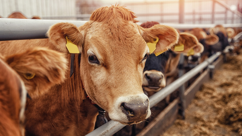 Cows contained in a cattle farm