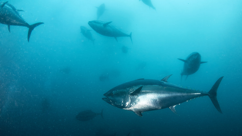 bluefin tuna in the ocean