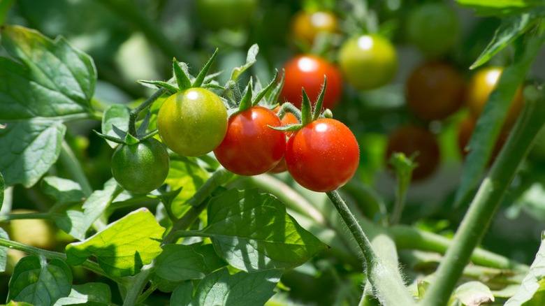 tomato plant growing