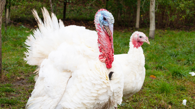 Two white turkeys