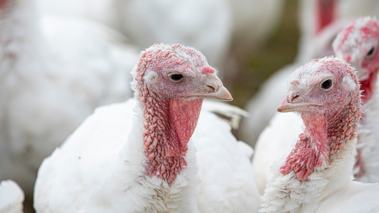 farm turkeys