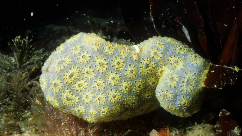 Golden star tunicate