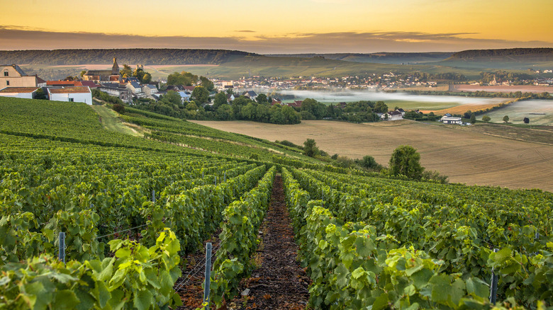 vineyard in Champagne region
