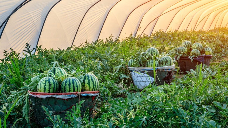 watermelon patch